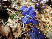 77 Erba Trinità - Hepatica Nobilis 